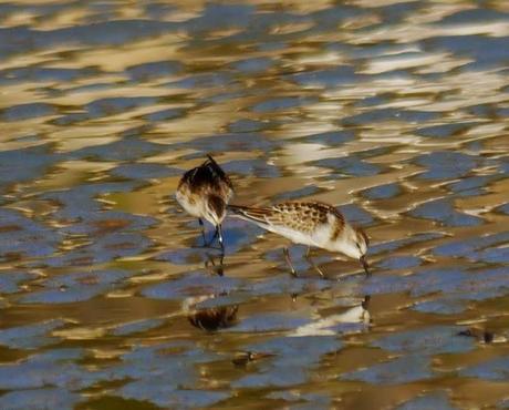 Buen año para el menudo