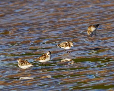 Buen año para el menudo