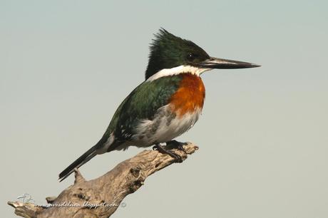 Martín pescador chico (Green Kingfisher) Chloroceryle americana
