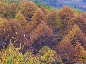 RUTA (Las Juderías)