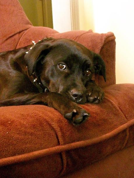 Más reglas de oro sobre tu perro