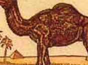 ¿Balance Camel?