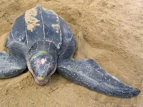 tortuga laúd (Dermochelys coriacea)