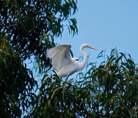 Un par de garcetas grandes en Condres