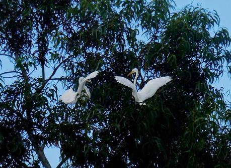Un par de garcetas grandes en Condres
