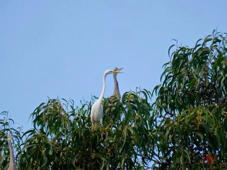 Un par de garcetas grandes en Condres