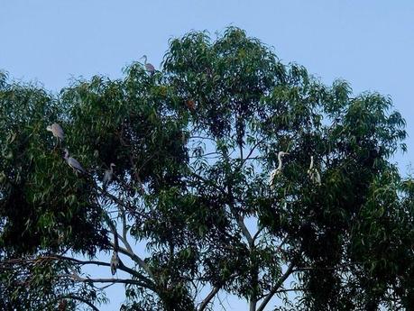 Un par de garcetas grandes en Condres