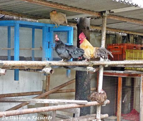 Bangkok Gallinas en Bangkok