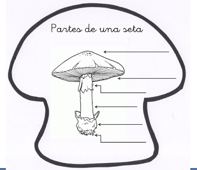 Recursos del otoño IV