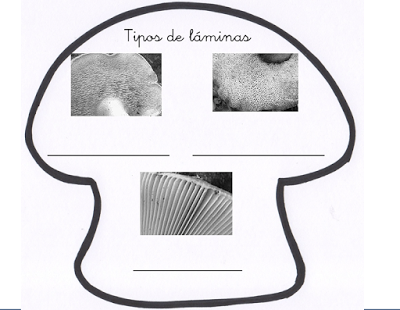 Recursos del otoño IV