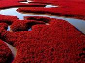 Espectacular playa roja China