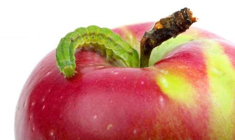 Iphone 6 ¿El mejor teléfono o el mejor marketing?