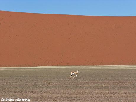 Gacela-en-el-desierto-de-Namibia