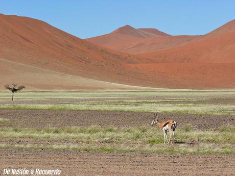 Oryx-en-el-desierto