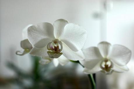 orquidea_5_20140313 - Version 2+