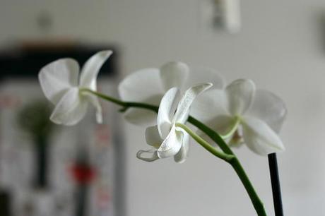 orquidea_3_20140313 - Version 2+