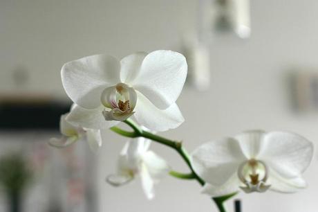 orquidea_4_20140313 - Version 2+