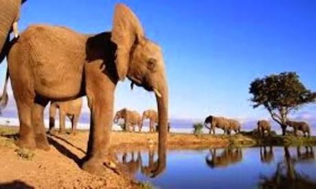 Marcha multinacional por la fauna africana (En ECO-SITIO, portal de noticias ambientales y ecología)