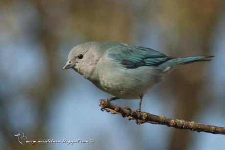 Celestino común (Sayaca Tanager) Thraupis sayaca