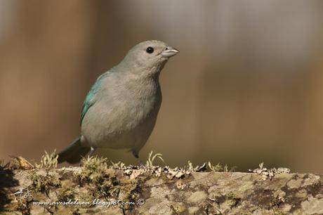 Celestino común (Sayaca Tanager) Thraupis sayaca