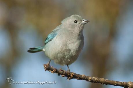 Celestino común (Sayaca Tanager) Thraupis sayaca