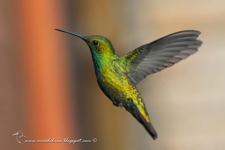 Picaflor vientre negro (Black-throated Mango) Anthracothorax nigricollis