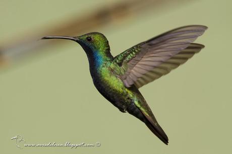 Picaflor vientre negro (Black-throated Mango) Anthracothorax nigricollis