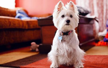 Cómo saber si mi perro me quiere: cuidados y nombres para tu mascota. Perro adorable