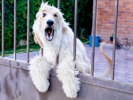 Cómo saber si mi perro me quiere: cuidados y nombres para tu mascota. Perro ladrando