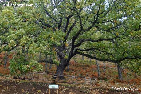 Roble Grande de La Solana, en la Ruta PR CC 18