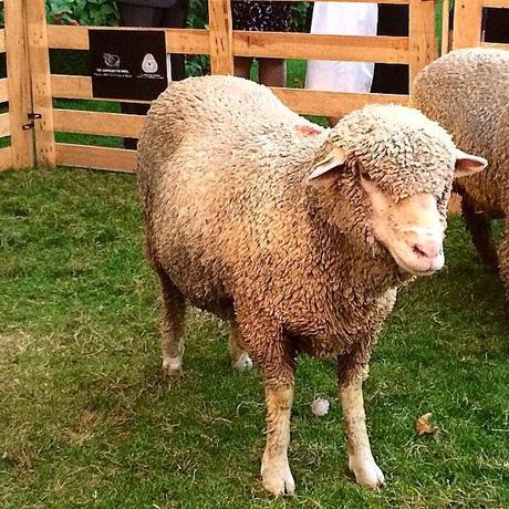 Nick Wooster, menswear, news, Noticias, estilo, Woolmark Co, Suits and Shirts, colección capsula,