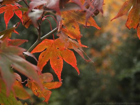 autumnal-leaves-001