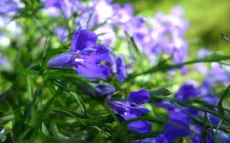 Remedios naturales para dejar de fumar con lobelia