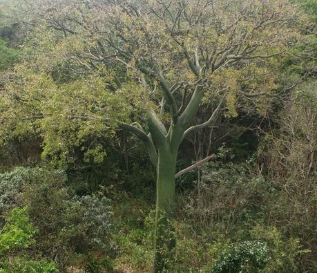 Ceibo, un gigante en el bosque seco