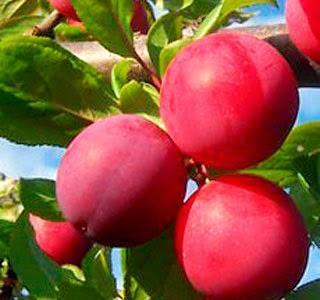 RECIÉN COJIDAS RECIÉN COJIDAS