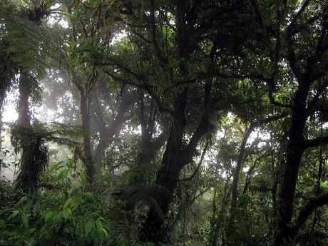 Bosque Nuboso de Monteverde, hábitat del Sapo Dorado