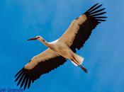 Vuelos esperanza-cigüeñas blancas