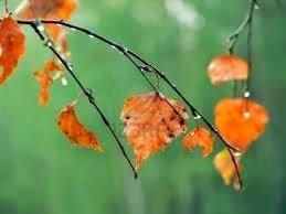 Otoño, queridísimo Otoño.