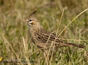 Crestudo (Lark-like Bushrunner) Coryphistera alaudina