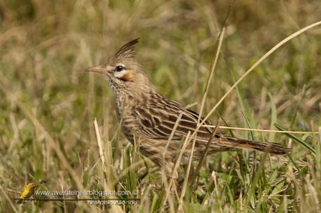 Crestudo (Lark-like Bushrunner) Coryphistera alaudina