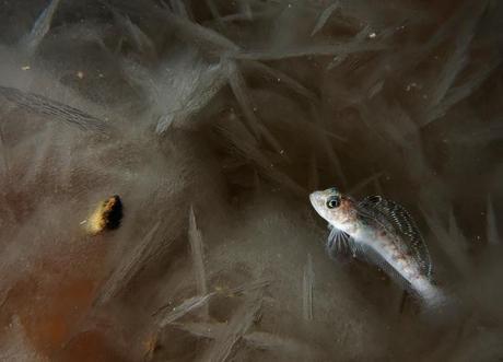 pez entre el hielo de la Antártida