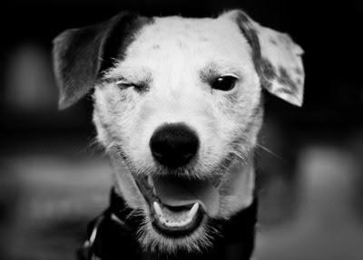 De coronas  y aperos de labranza