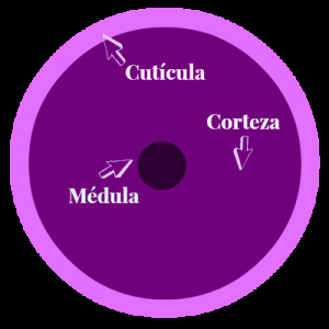 5 tips para rejuvenecer los cabellos 5 tips para rejuvenecer los cabellos