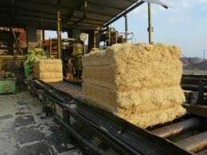 Biomasa cañera en Cuba adquiere protagonismo energetico