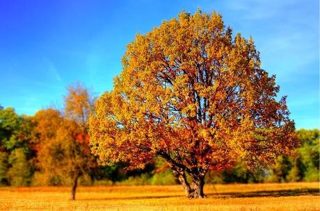 HOY EMPIEZA OTOÑO