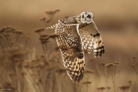 2014 Photographer of the Year :: concurso de fotografía animal