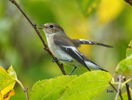 REENCUENTRO CON ELEONOR Y OTRAS HISTORIAS