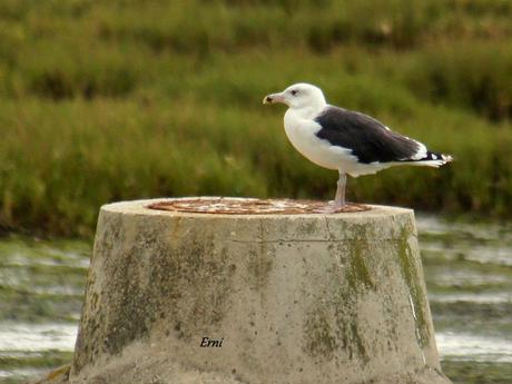 REENCUENTRO CON ELEONOR Y OTRAS HISTORIAS