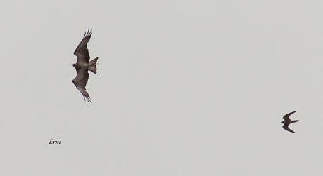 REENCUENTRO CON ELEONOR Y OTRAS HISTORIAS