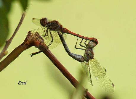 REENCUENTRO CON ELEONOR Y OTRAS HISTORIAS